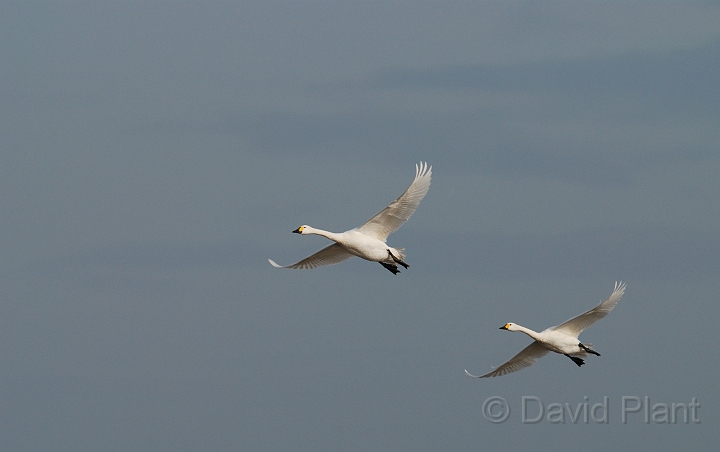 Bewick's swans flying - H.jpg - Bewick's swan pair in flight - Slimbridge